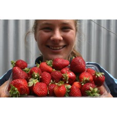 SIMPLY STRAWBERRIES  Big Pack  Aongatete Grown